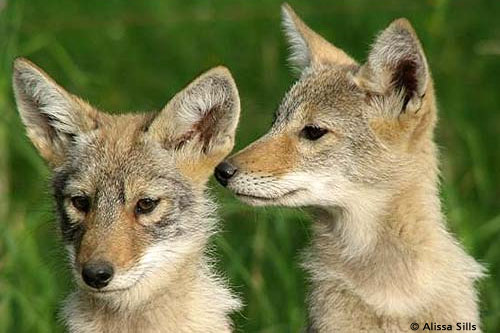 Wolf cubs � Alissa Sills
