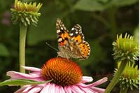 Butterfly on a purple coneflower