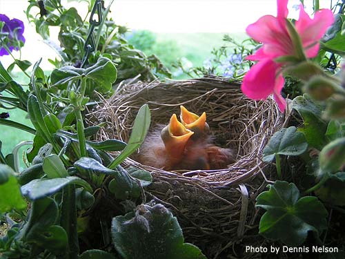 Two hungry baby robins in a nest