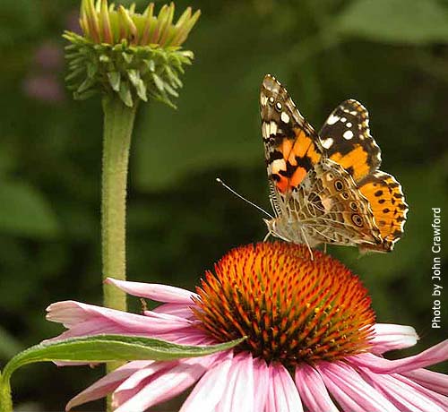 Butterfly on a purple coneflower