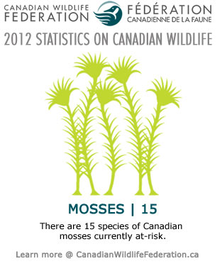 Canadian Mosses